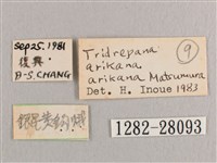 彎黑黃鉤蛾藏品圖，第3張