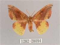 接骨木帶鉤蛾藏品圖，第1張