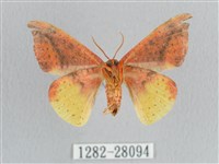 接骨木帶鉤蛾藏品圖，第2張