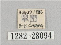 接骨木帶鉤蛾藏品圖，第3張