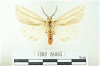 赭新污燈蛾藏品圖，第1張