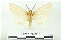 赭新污燈蛾藏品圖，第2張