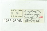 赭新污燈蛾藏品圖，第3張