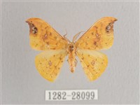 銀斑黃鉤蛾藏品圖，第1張