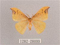 銀斑黃鉤蛾藏品圖，第2張