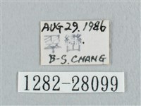 銀斑黃鉤蛾藏品圖，第3張