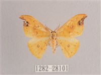 銀斑黃鉤蛾藏品圖，第1張