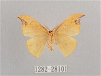 銀斑黃鉤蛾藏品圖，第2張