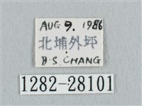 銀斑黃鉤蛾藏品圖，第3張