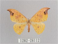 銀斑黃鉤蛾藏品圖，第1張