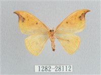 銀斑黃鉤蛾藏品圖，第2張