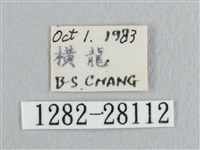 銀斑黃鉤蛾藏品圖，第3張