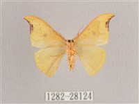 彎黑黃鉤蛾藏品圖，第2張
