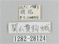 彎黑黃鉤蛾藏品圖，第3張