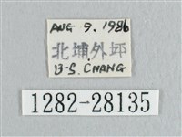 枯葉紋鉤蛾藏品圖，第3張