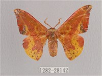 鉛斑帶鉤蛾藏品圖，第1張