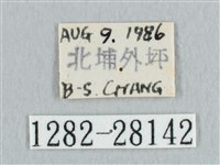 鉛斑帶鉤蛾藏品圖，第3張