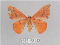 接骨木帶鉤蛾藏品圖，第2張