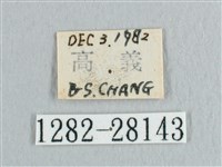 接骨木帶鉤蛾藏品圖，第3張