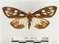 巨網燈蛾藏品圖，第1張