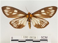 巨網燈蛾藏品圖，第2張