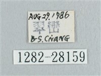 枯葉紋鉤蛾藏品圖，第3張