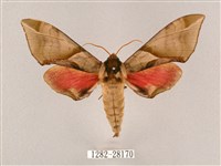 榆綠天蛾藏品圖，第1張