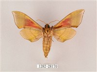 榆綠天蛾藏品圖，第2張