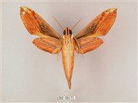 綠背斜紋天蛾藏品圖，第2張