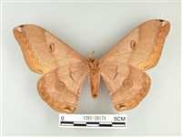 雙黑目天蠶蛾藏品圖，第2張