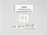 雙黑目天蠶蛾藏品圖，第3張