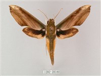 綠背斜紋天蛾藏品圖，第1張