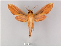 綠背斜紋天蛾藏品圖，第2張