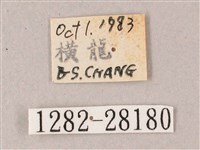 綠背斜紋天蛾藏品圖，第3張