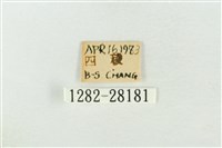 連珠波紋蛾藏品圖，第3張