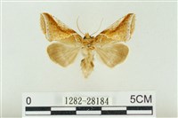 印華波紋蛾藏品圖，第1張