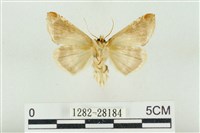 印華波紋蛾藏品圖，第2張