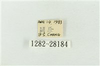 印華波紋蛾藏品圖，第3張