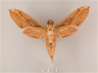 綠背斜紋天蛾藏品圖，第2張