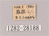 綠背斜紋天蛾藏品圖，第3張