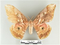 大綠目天蠶蛾藏品圖，第1張