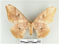 大綠目天蠶蛾藏品圖，第2張