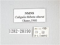 大綠目天蠶蛾藏品圖，第3張