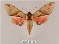 榆綠天蛾藏品圖，第1張