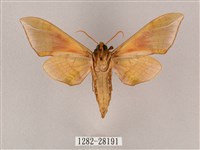 榆綠天蛾藏品圖，第2張