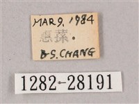 榆綠天蛾藏品圖，第3張