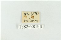 連珠波紋蛾藏品圖，第3張