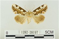 連珠波紋蛾藏品圖，第1張