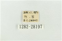 連珠波紋蛾藏品圖，第3張