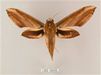 綠背斜紋天蛾藏品圖，第1張